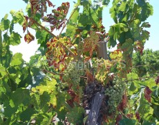 Mal dell’esca su Nero d’Avola