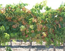 Mal dell’esca su Nero d’Avola