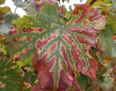 Mal dell’esca su cv Croatina